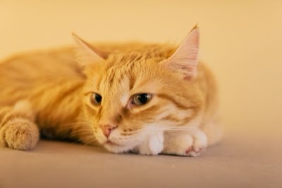 3 Katze: Die N+1-Regel für Ressourcenmanagement und Frieden