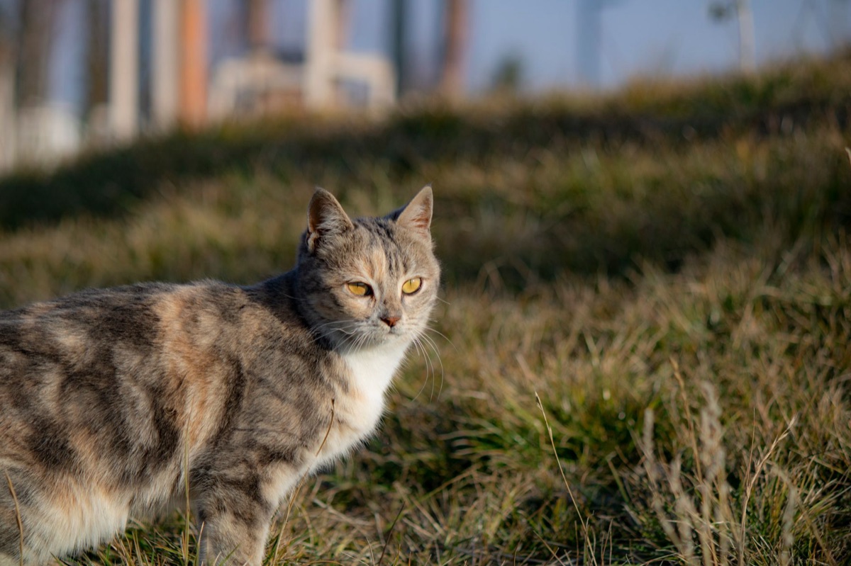 Kater in natürlicher Umgebung