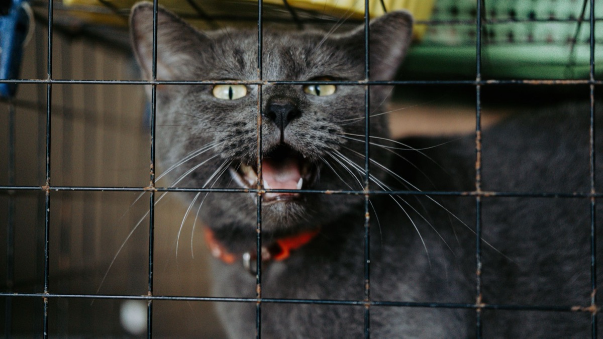 cat in clean spacious enclosure