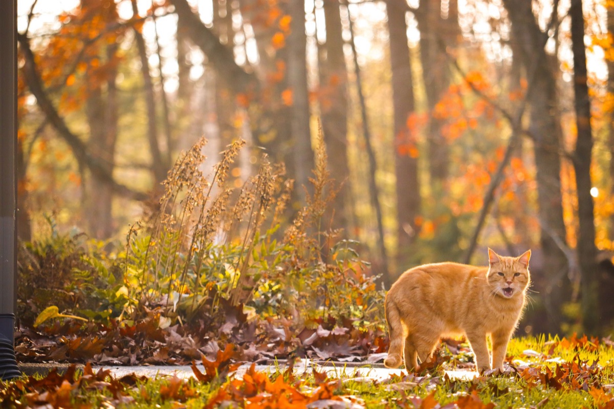 cat in forest with natural elements