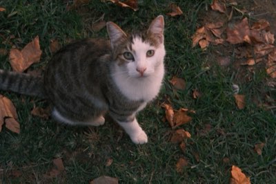 5 Tips: Mejora el entorno de tu gato y su calidad de vida