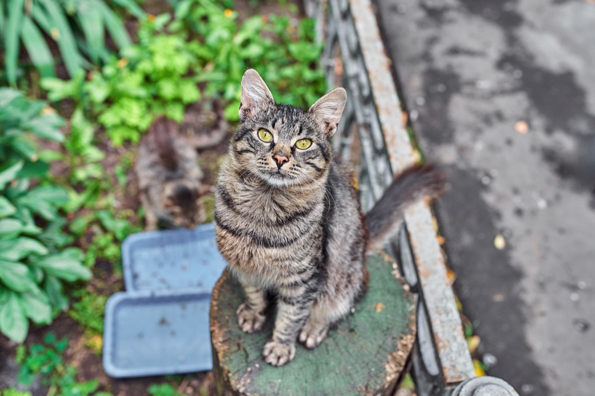 gato en espacio exterior con post para rascar y taza de agua