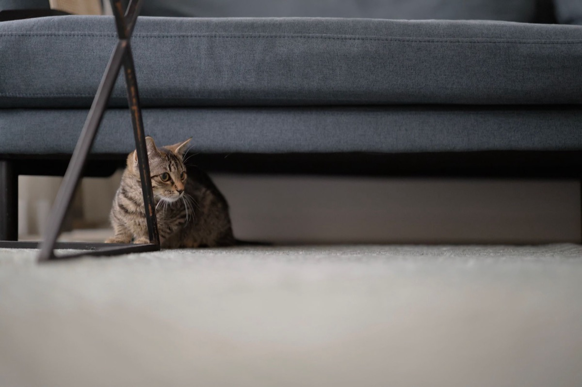 chat dans un espace de vie spacieux et organisé