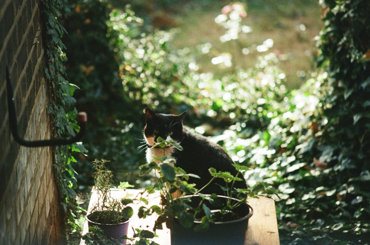 chat en extérieur avec des plantes et un bac à eau