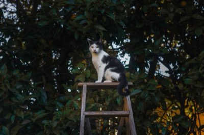 5 kg gatto: guide per strutture verticali robuste e sicure