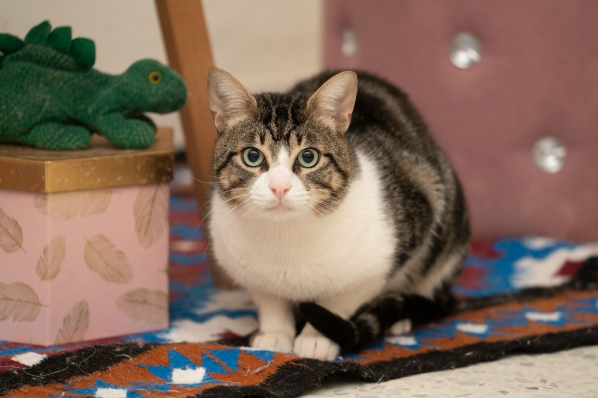 gatto in un ambiente interno sicuro e comodo