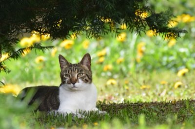 多頭飼育の成功ガイド：リソース分散とN+1ルールの徹底方法