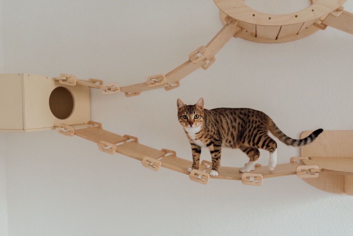 猫が室内での刺激的な環境で過ごす