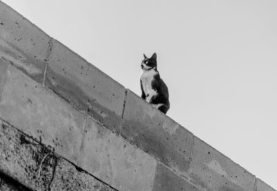 Veiligheid kat: Zorg voor zachte landingsplekken na een val