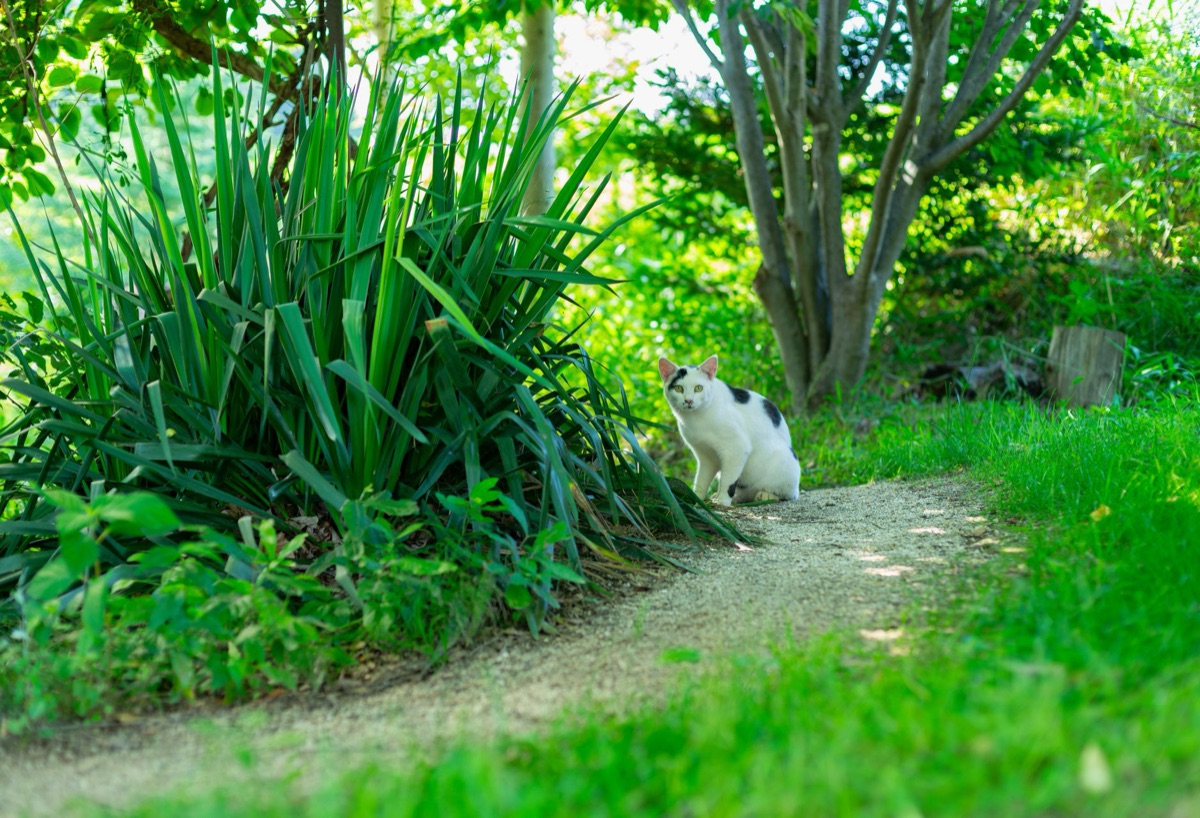 Kat in een rustige tuin met bloemen en bomen