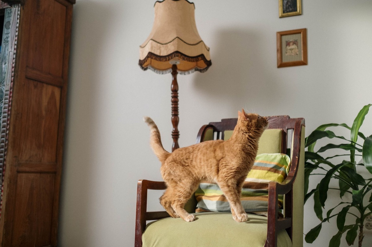 Kat in een gezellige binnenhuisomgeving met een katbalk en raam