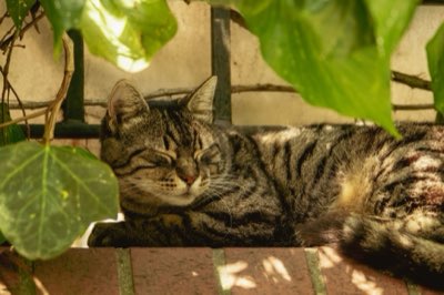 Verticalização felina: Guia para um ambiente seguro e saudável