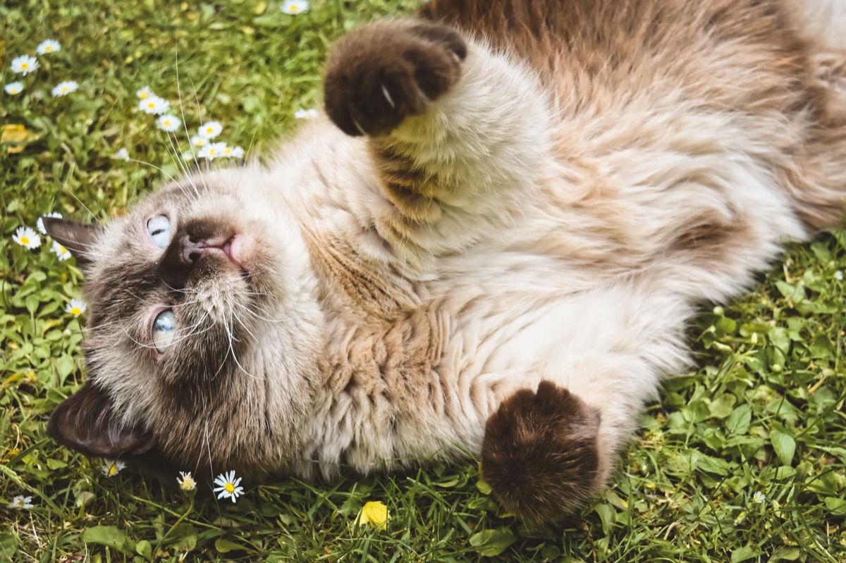 Gato em jardim com flores e tábua de água