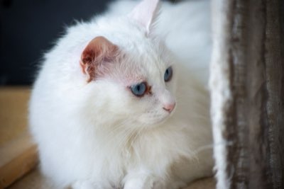 Katzen-Guide: Barrierefreiheit und Halt für ältere Haustiere