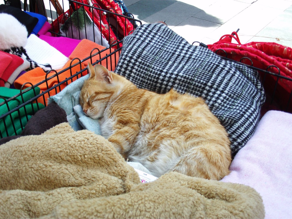 Katze in Karte-Kiste mit Decke