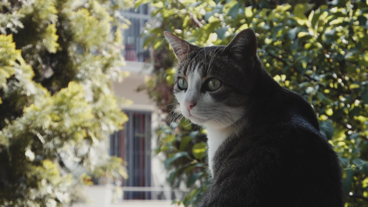 Katze auf Balkon mit Fenster und Gartengrenze