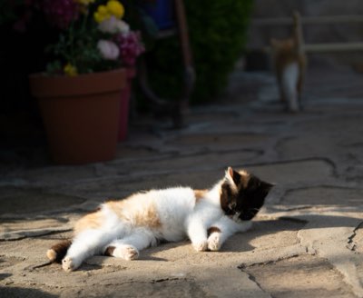 Vertical Cat Design: 3 Tips for a Stable Feline Territory