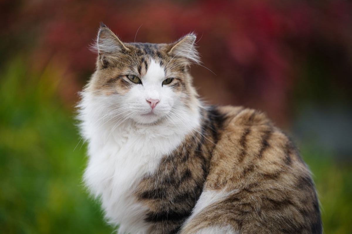 Cat in natural outdoor setting