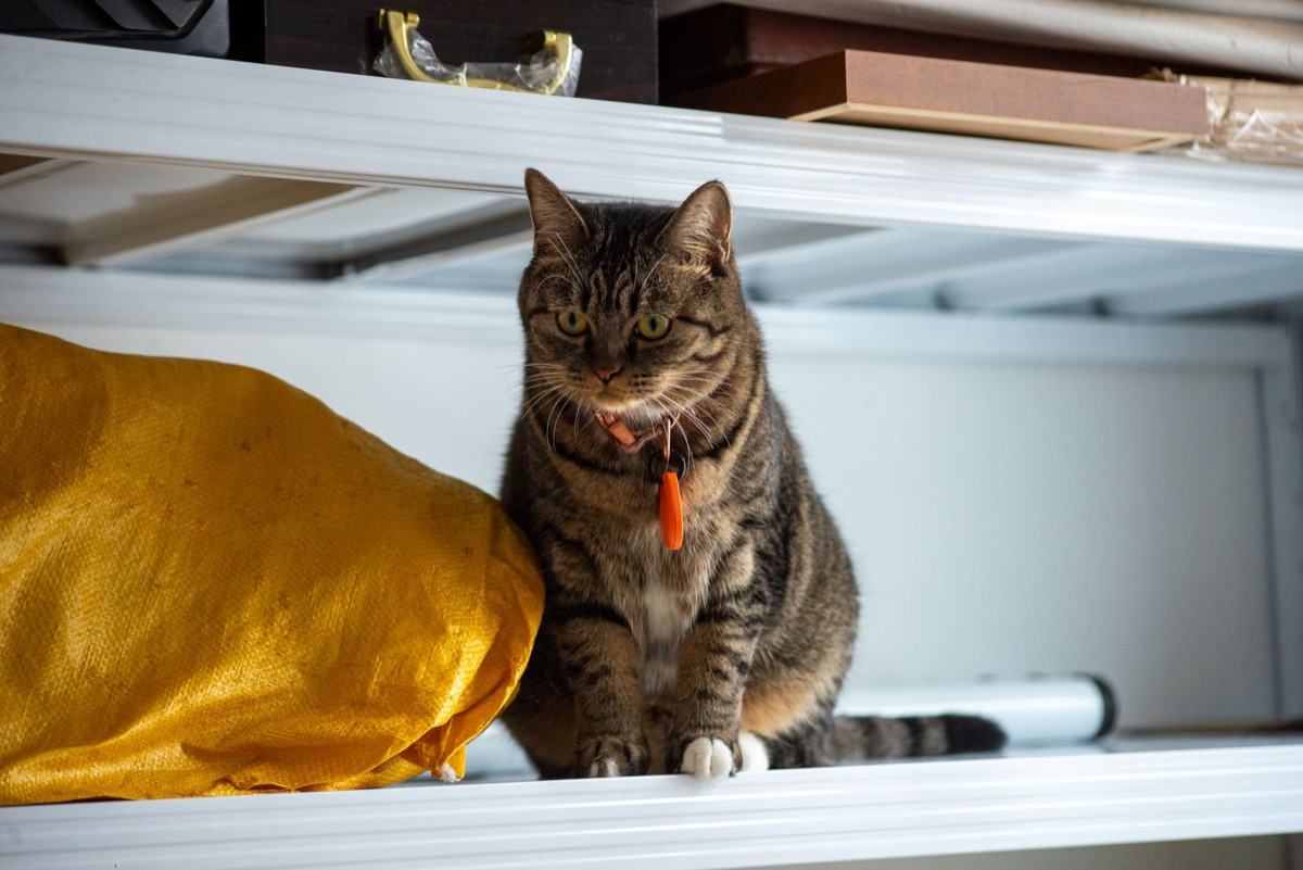 Cat in organized litter area