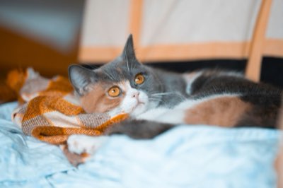 Seguridad estructural: tips para un ambiente a prueba de gatos