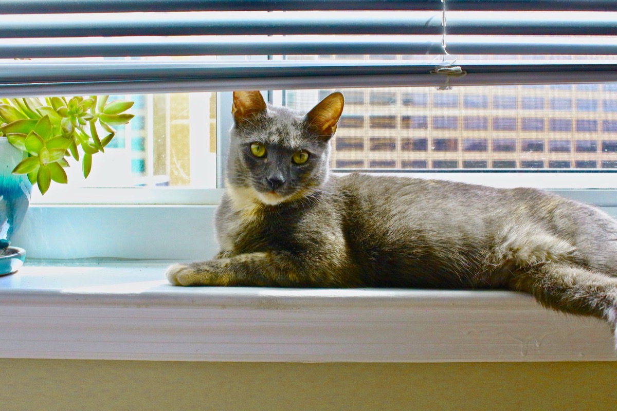 gato en habitación con ventana