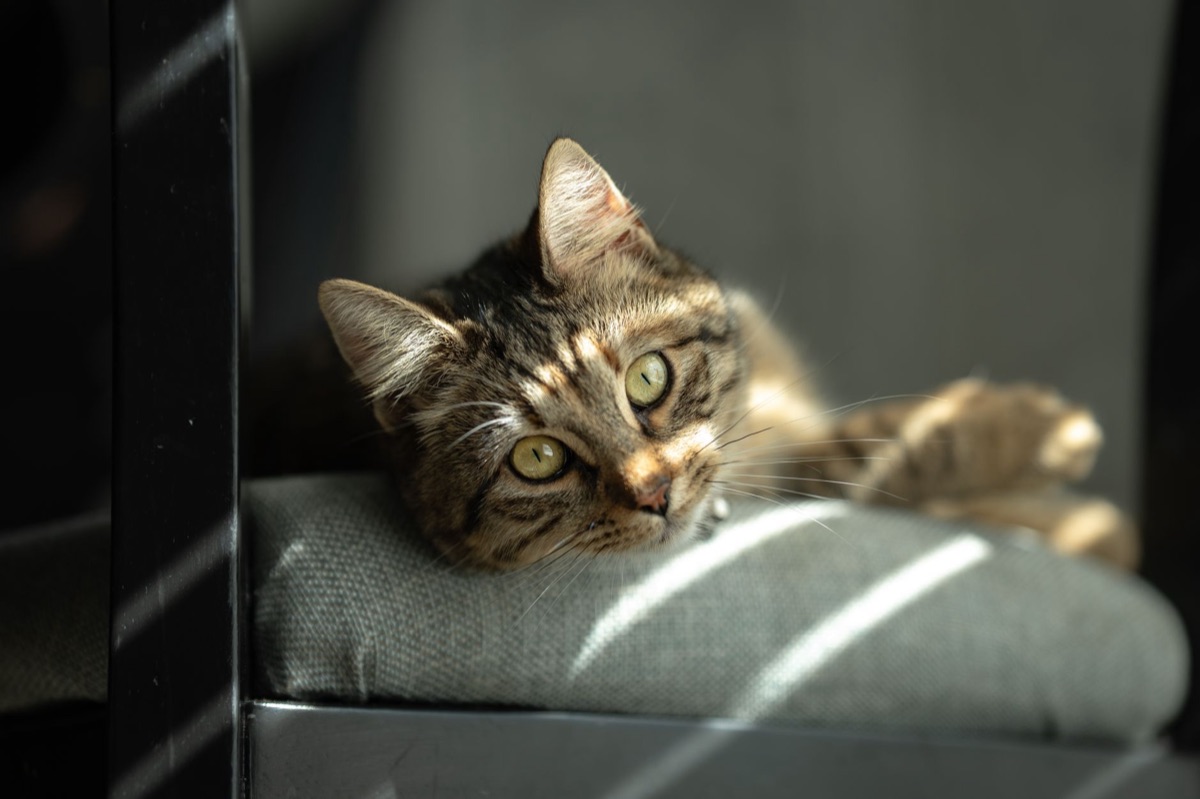 gato en sofá cómodo