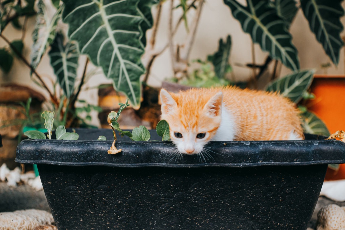 gato en jardín
