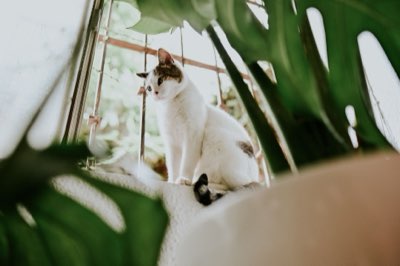 Aménagement chat : les règles pour un territoire stable et serein