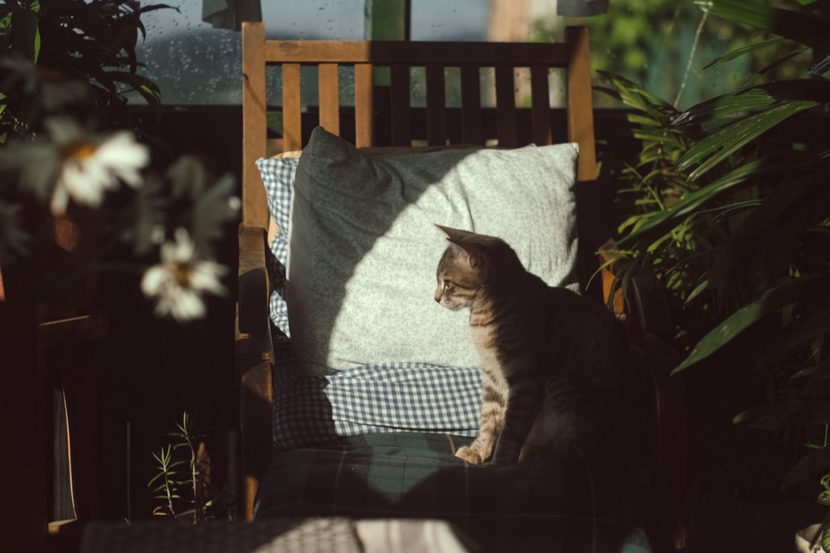 chat dans un espace cosy
