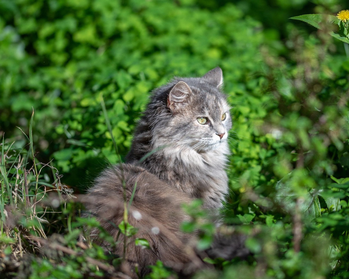 chat dans un jardin naturel