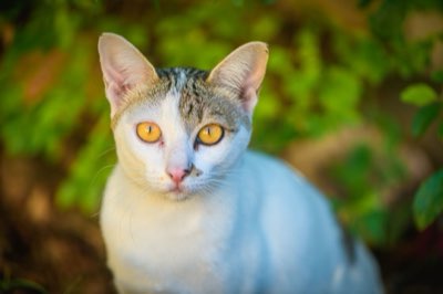 猫のシニア期まで安心な住まいづくりのバリアフリー設計ガイド