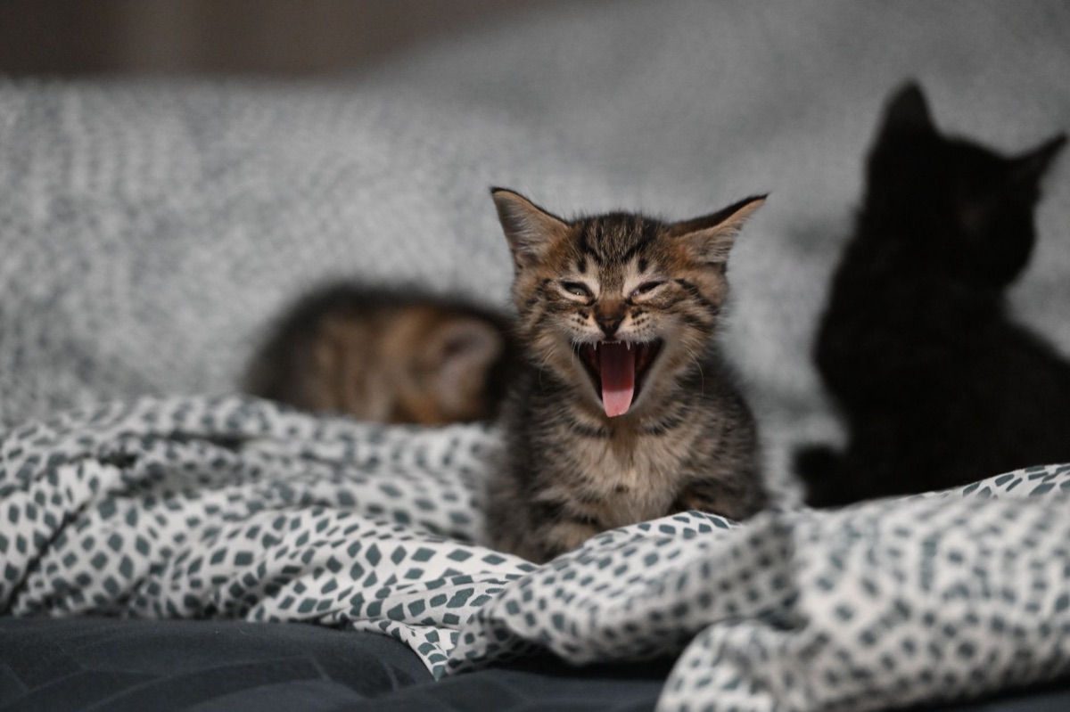 猫のベッド