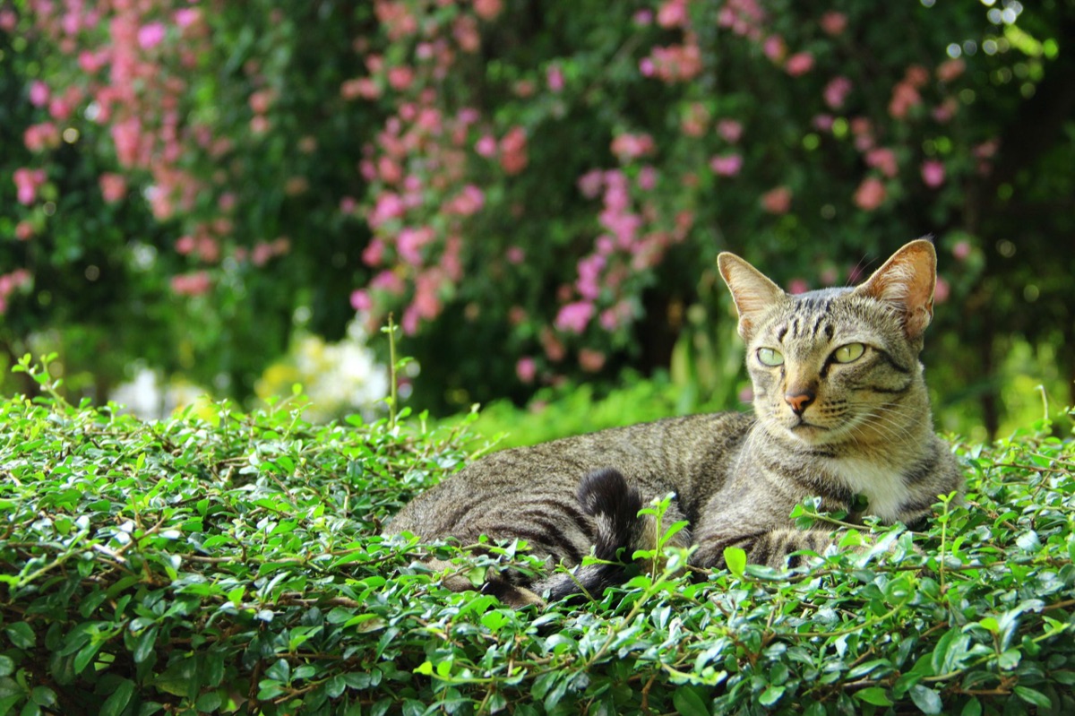 Katten in een natuurlijke tuin met bloemen en struikgewas