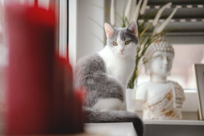 Como montar o ambiente ideal para o bem-estar do seu gato