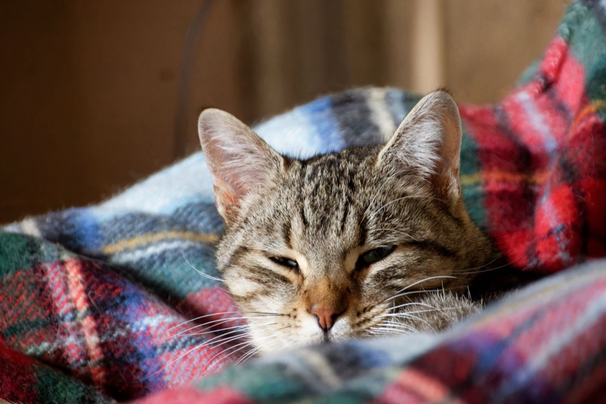 Cama de gato com cobertor e almofadas
