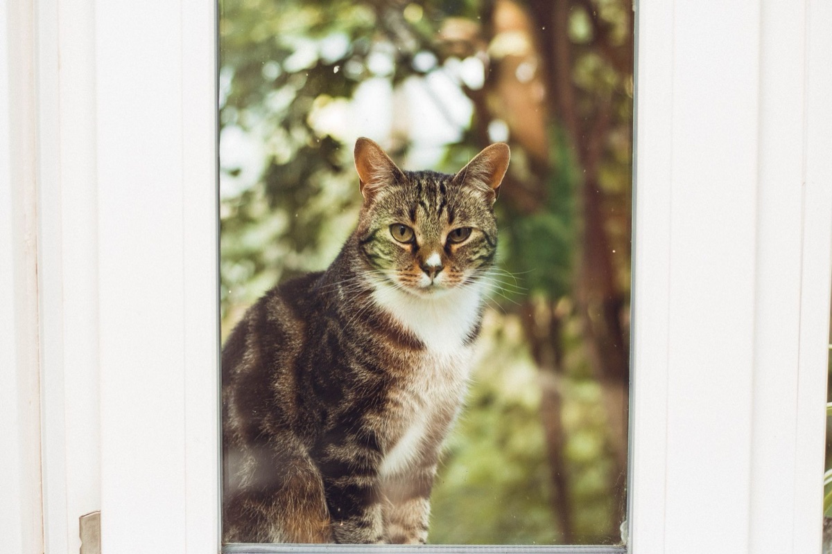 Gato em janela com vista para jardim e flores