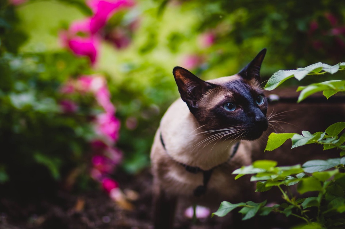 Gato em ambiente natural com árvores e flores