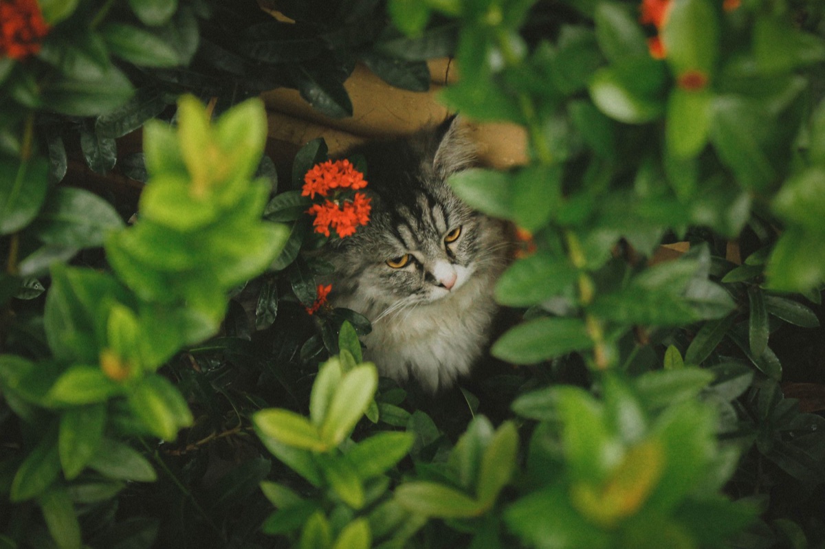 貓在自然花園中與植物共生