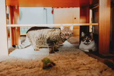 Kater Stressreduktion Guide 1 beste Tipps für Ihren Haustier