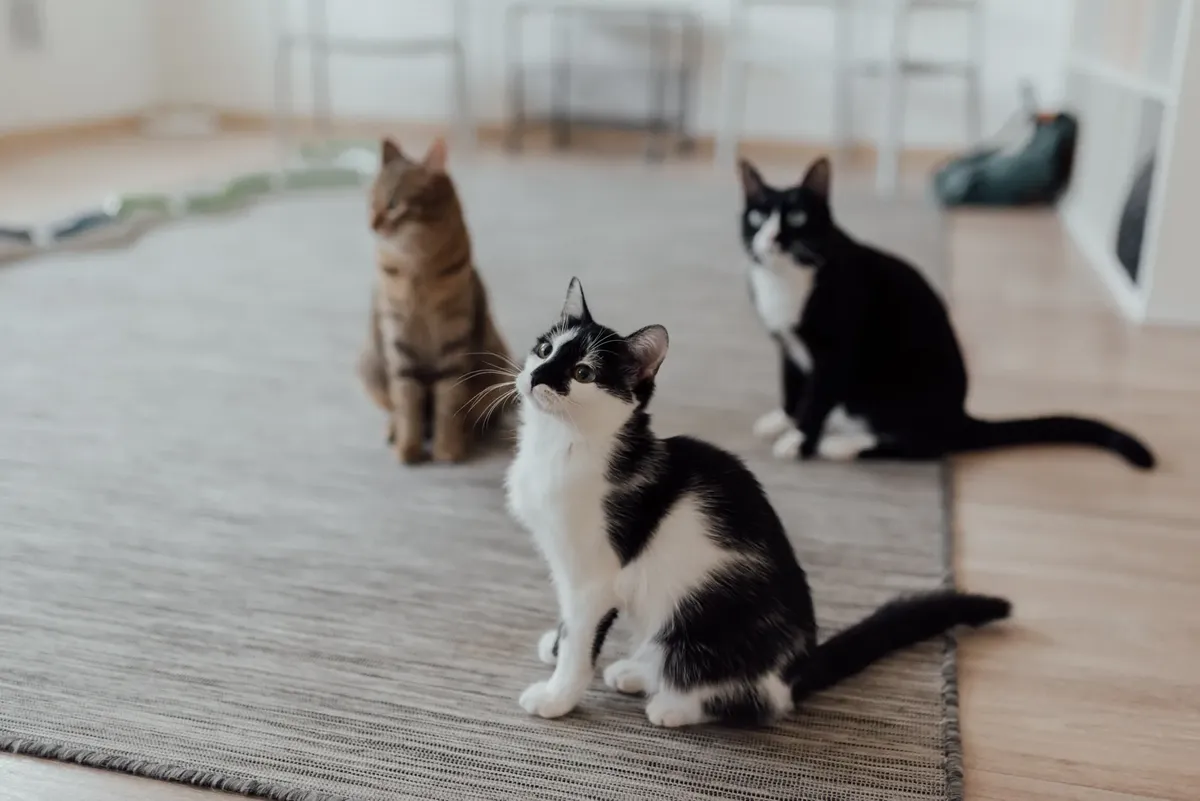 Three domestic cats sitting attentively on a rug in a cozy indoor setting.