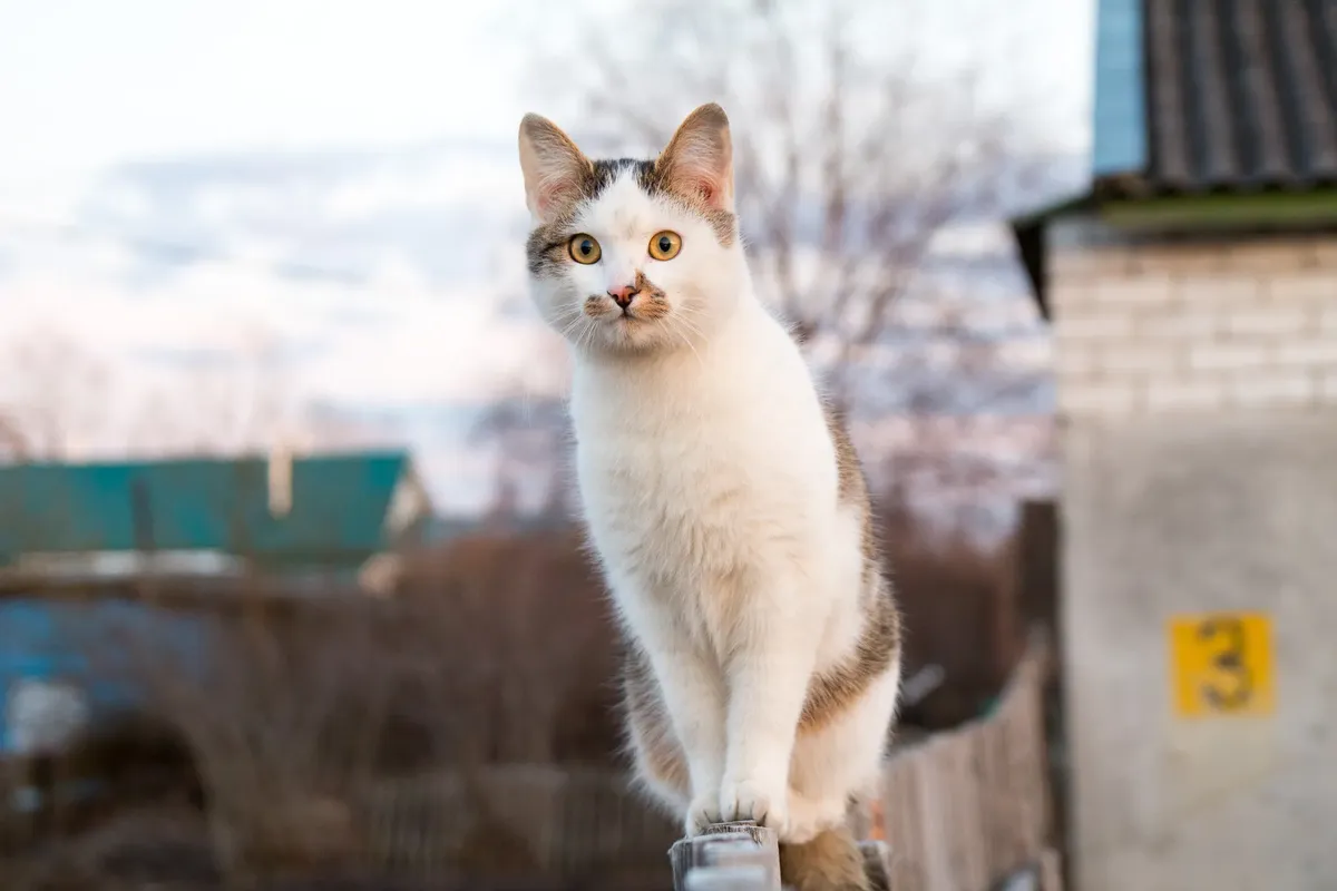 A cute domestic cat perched outdoors, showcasing its agility and charm.