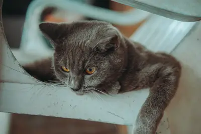 Bored Cat Tips: How to Stop Destructive Behavior 2