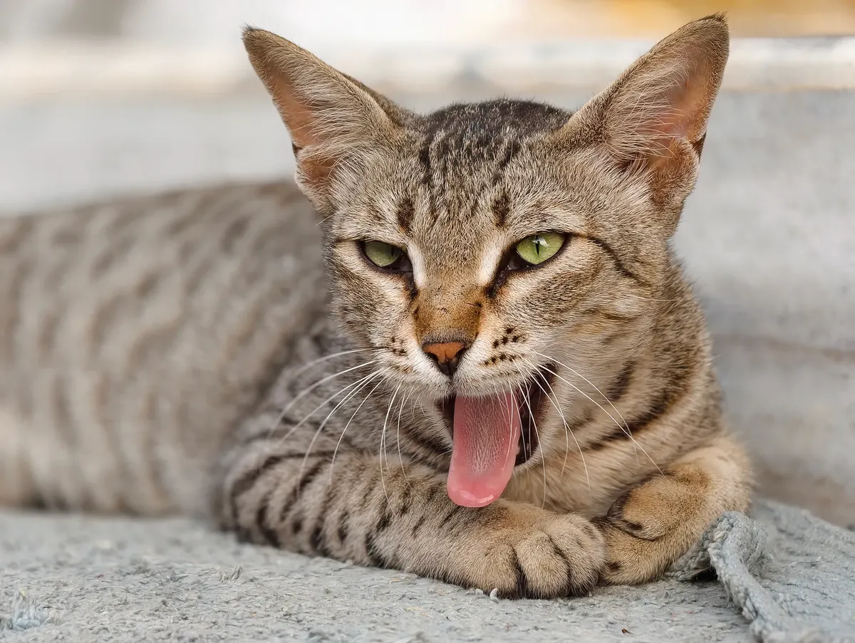 A yawning domestic cat with green eyes and striped fur relaxing on a rug.