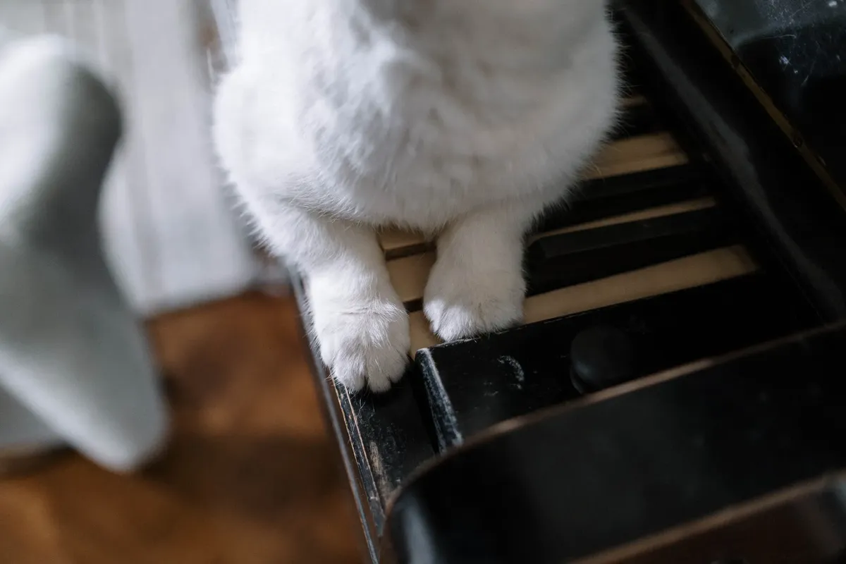 Adorable close-up of cat paws resting on piano keys, perfect for pet lovers.
