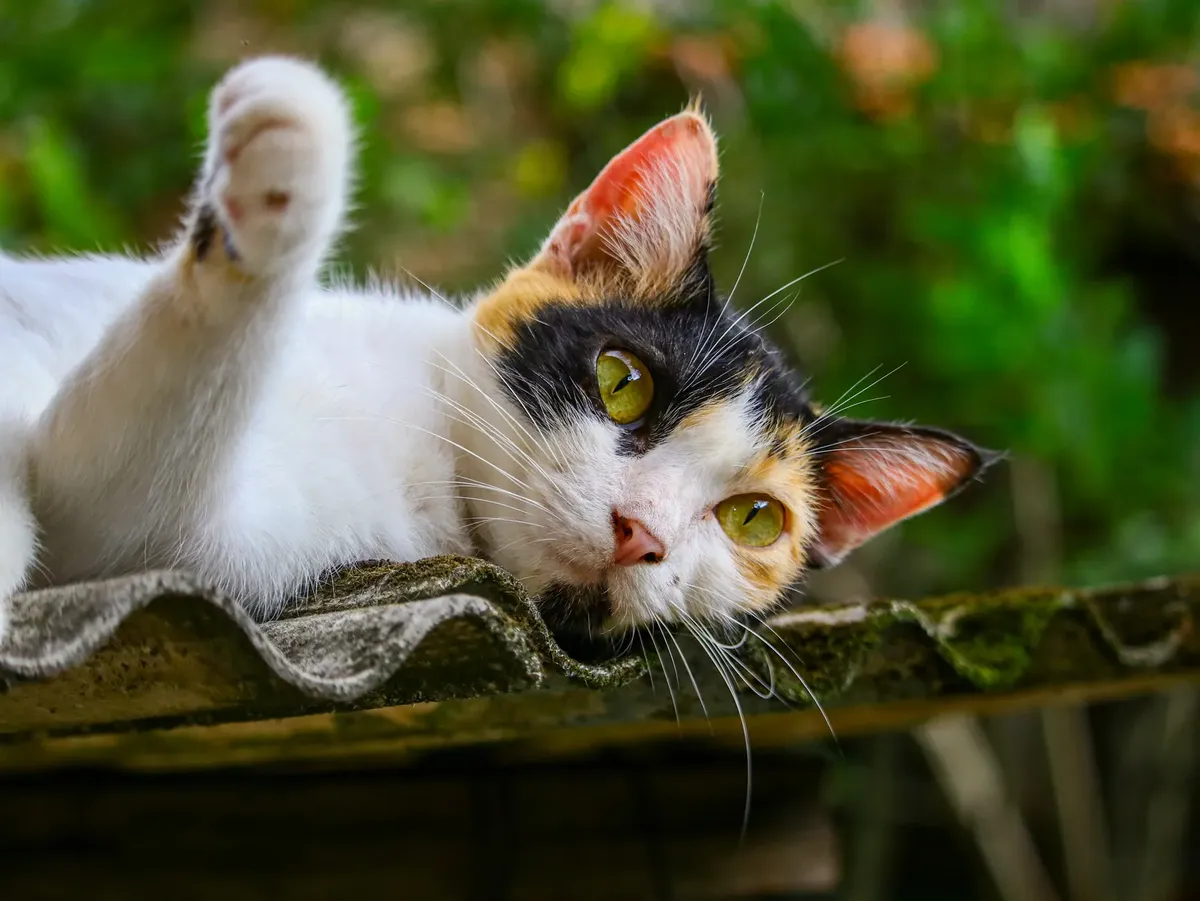 A relaxed calico cat stretches out on a rooftop, enjoying a sunny day in Belém, Pará.