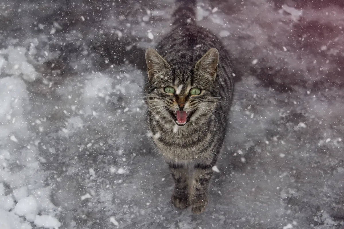 A tabby cat standing on snowy ground, captured in Skopje during a winter snowfall.