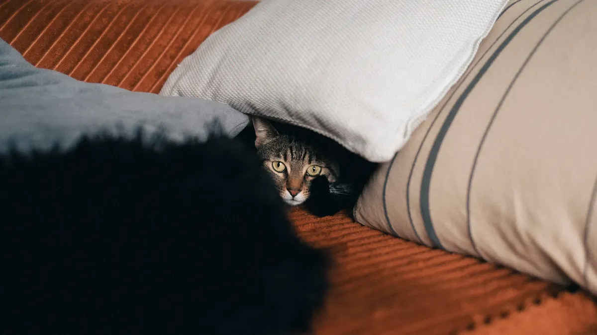 A tabby cat peeks out from under pillows, creating a cozy indoor scene.