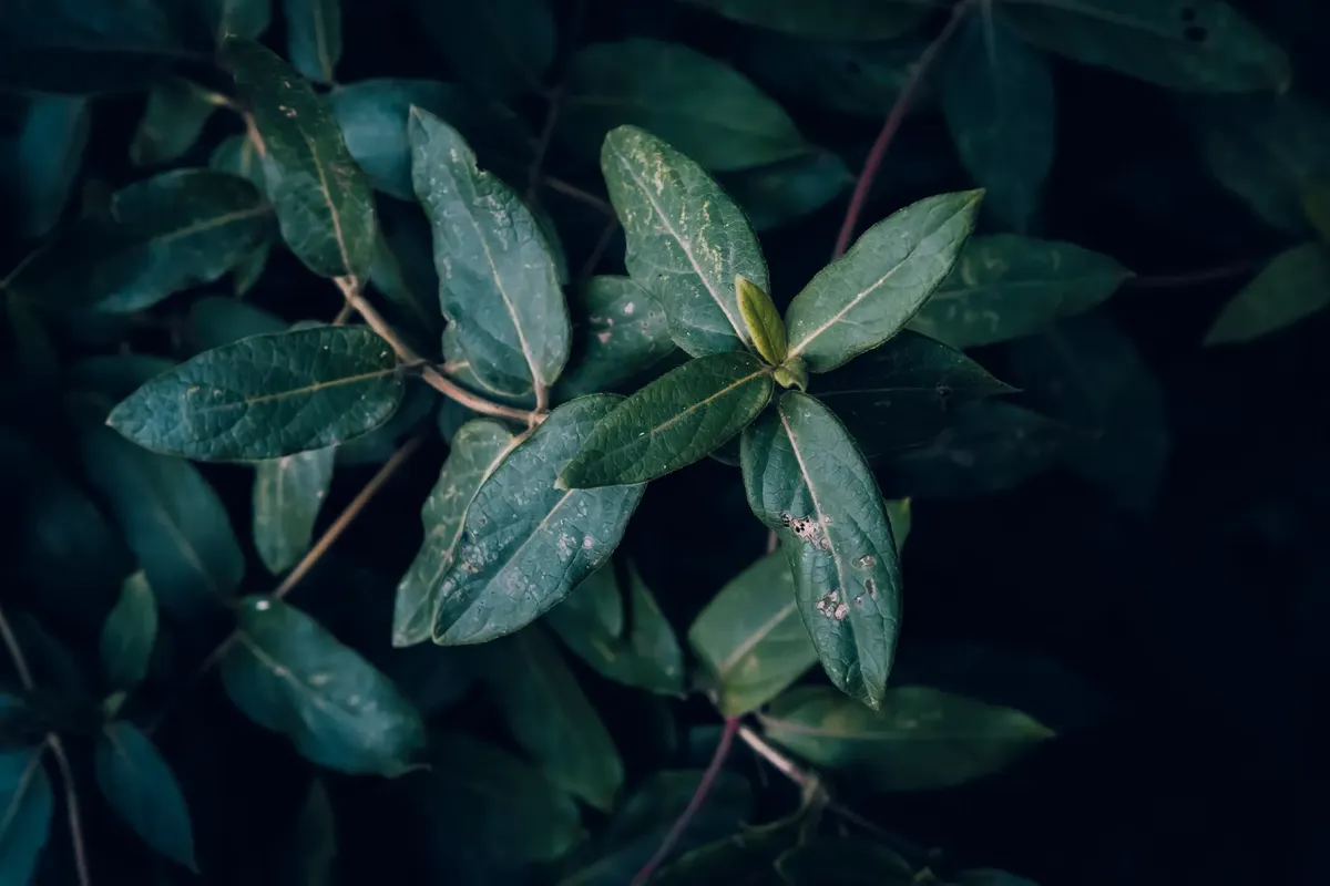 A detailed close-up of dark green leaves, highlighting natural freshness in the garden.