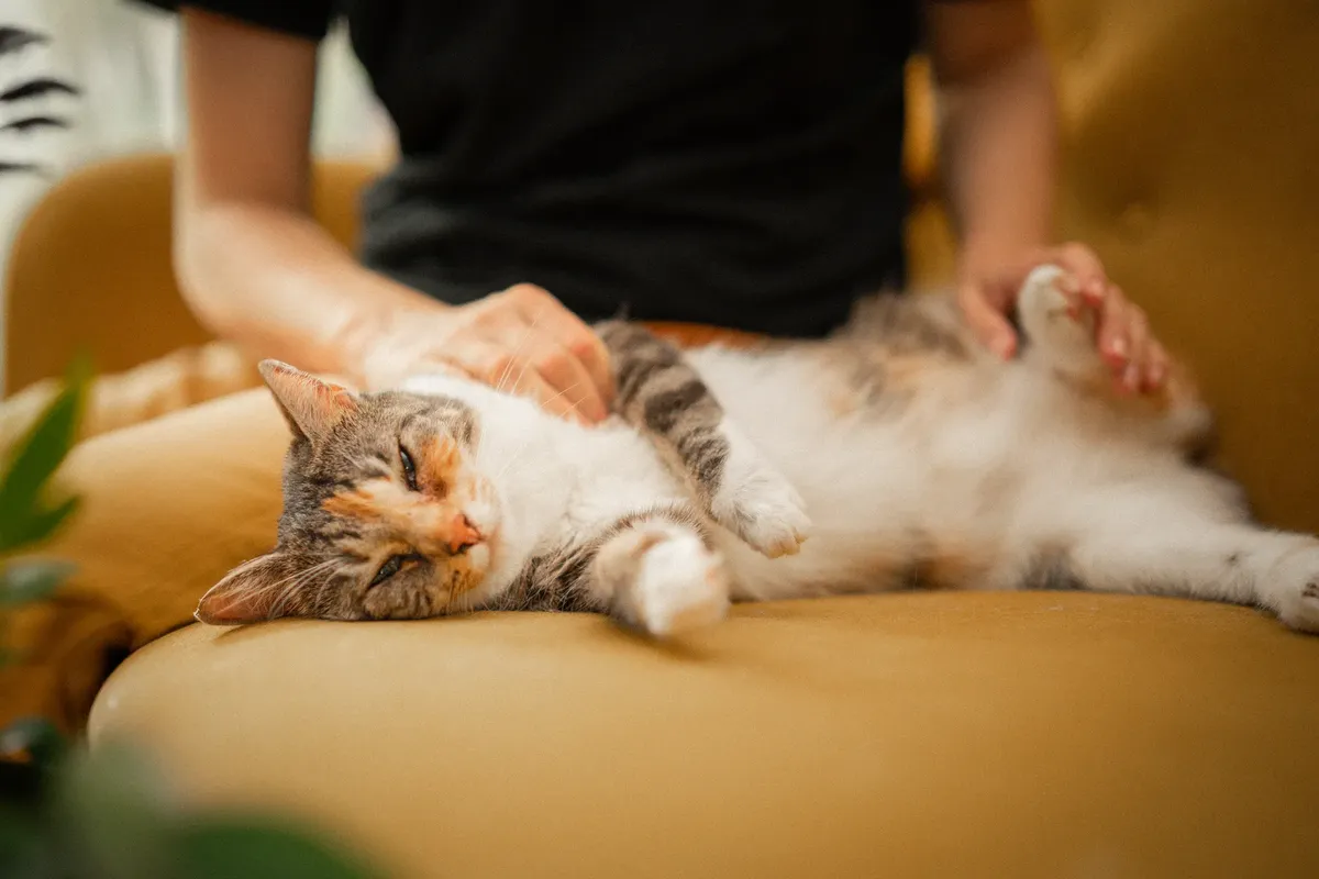 A serene image of a cat lounging on a sofa, softly pet by an adult, capturing a moment of tranquility and friendship.