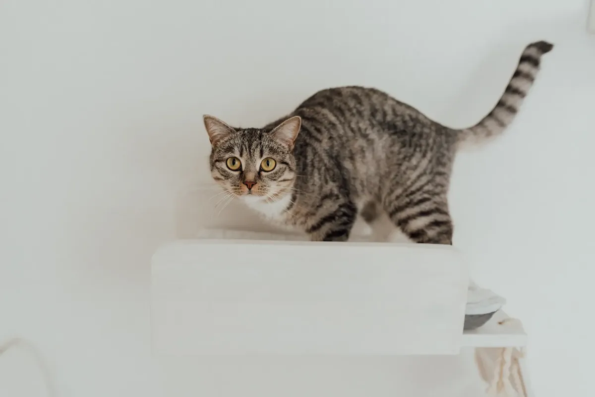A cute tabby cat perched on a minimalist white shelf indoors.